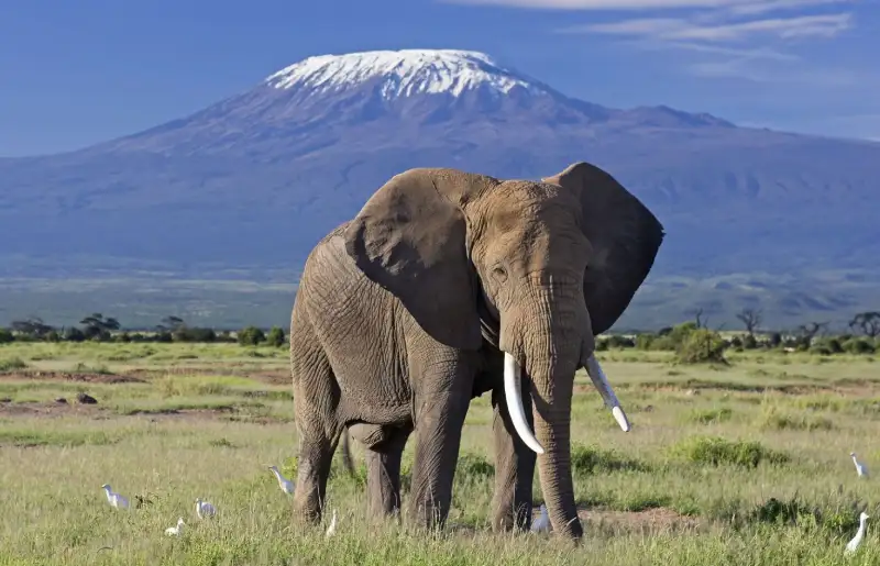 3 Days 2 Nights Amboseli National Park.